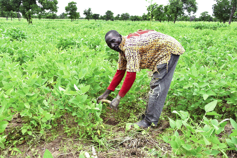 Agriculture : Nouvelles Mesures du Gouvernement pour la Campagne de Commercialisation du Soja 2023-2024