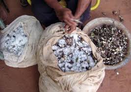 Production du Coton graine : Le Bénin confirme sa place de leader ouest-africain avec un million de tonnes à moyen terme