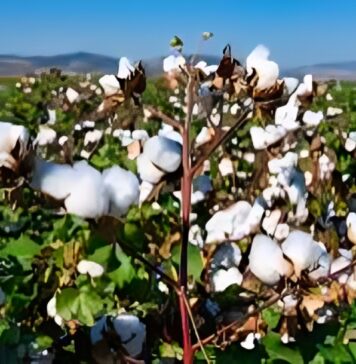 Campagne cotonnière 2026-2027 : le gouvernement fixe les prix des intrants et du coton-graine